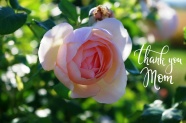 母亲节快乐玫瑰花图片