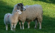 农场绵羊母子图片