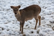 冬天雪地獐鹿图片