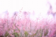 唯美粉色花草植物图片