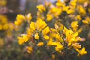 野生黄花木图片