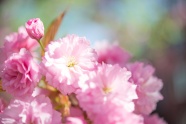樱花唯美桌面背景图片