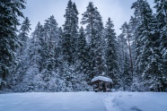 晴天森林雪景图片唯美