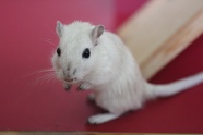 白色小老鼠图片