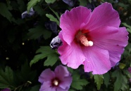 粉色木槿花花朵图片