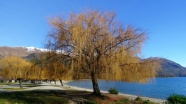 湖边树木景观图片