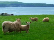 草地羊群放牧图片