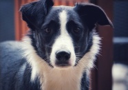 黑白狗狗肖像图片
