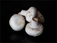 食用白色蘑菇图片