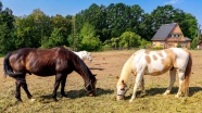 农牧场马匹进食图片