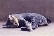 宠物猫睡觉图片