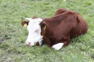 草原棕色奶牛图片
