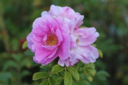 粉色野玫瑰花朵图片