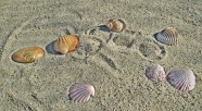 海岸沙滩贝壳图片
