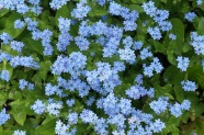 蓝色花朵勿忘我图片