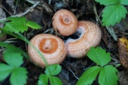 森林食用蘑菇图片