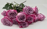 粉红色玫瑰鲜花图片