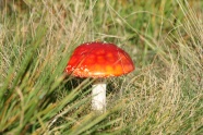 草丛飞木耳蘑菇图片