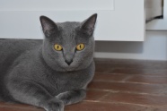 可爱灰色猫图片