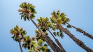 秋季棕榈树图片