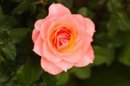 粉玫瑰花朵摄影图片