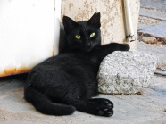 黑色宠物猫图片