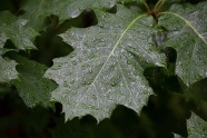 雨后叶子上的水珠图片