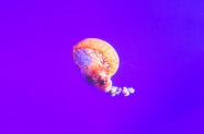 海洋彩色水母图片