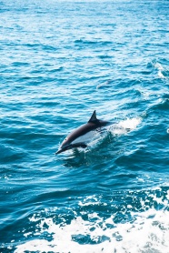 大海海豚高清图片