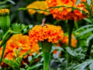 金盏菊花朵摄影图片