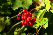 秋季野生红浆果图片