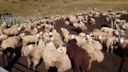 高原牧场羊群图片