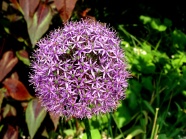 紫色洋葱花观赏图片