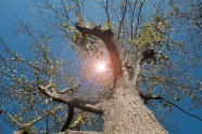 阳光下的大树图片