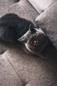 灰色可爱小猫咪图片