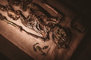 人体骨架标本图片