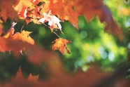 秋天红色枫叶图片欣赏