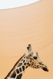 可爱长颈鹿图片