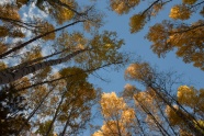 鸟瞰秋季森林树木图片