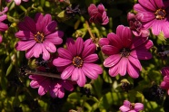 野菊花鲜花花朵图片