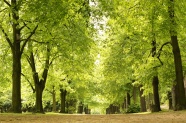 公园绿色树木图片