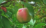 苹果树苹果特写图片