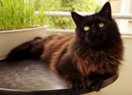 纯黑色宠物猫图片
