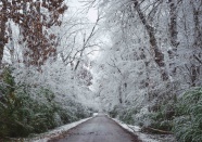 树林雪景摄影图
