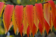 秋天漂亮红叶子图片