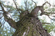 一颗老树木图片