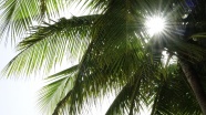 阳光照射棕榈树图片