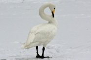 雪地上的大白鹅图片
