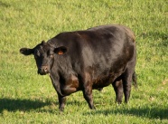 农场黑色公牛图片