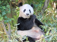 大熊猫吃竹叶图片